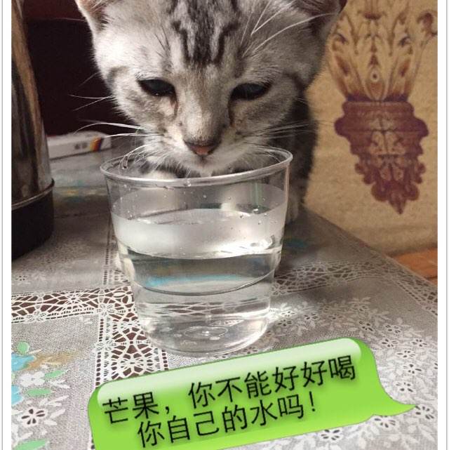 学位认证目的填什么